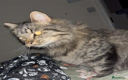 Mixed Breed cats for sale: Tabby Male - Image 2