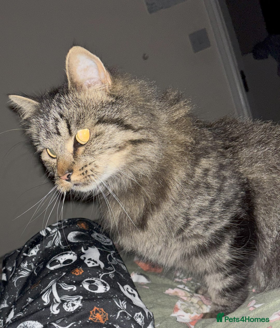 Mixed Breed cats for sale: Tabby Male - Image 2