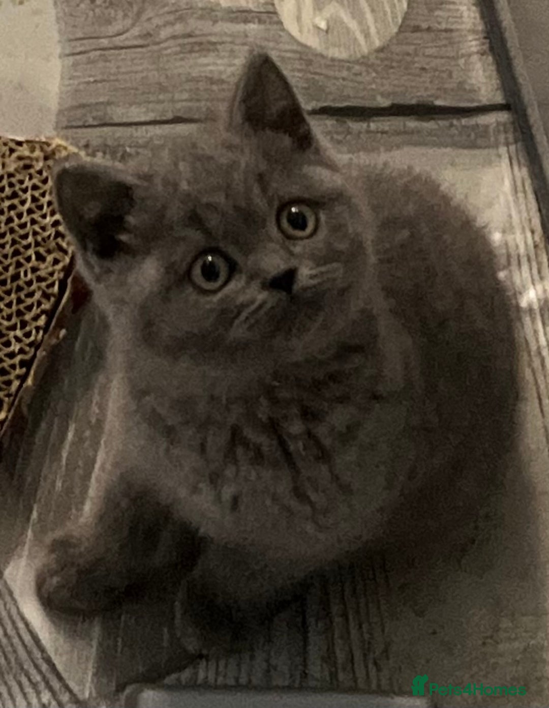 British Shorthair cats for sale: Stunning British Shorthaired Kittens  - Advert 4