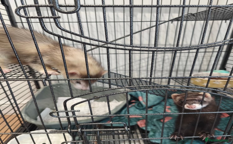Ferret rodents - Advert 1