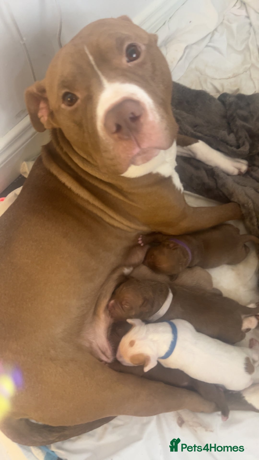 Mixed Breed dogs for sale: Staffy mix pups  - Image 28