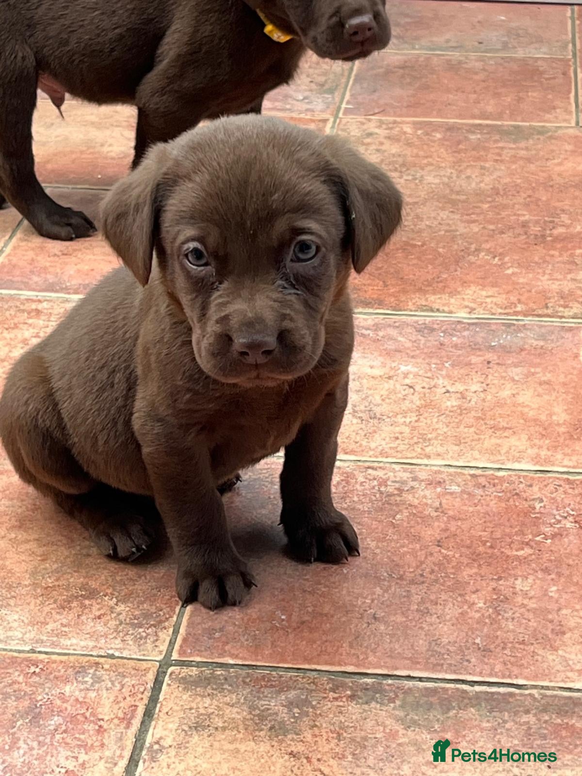 Labrador Retriever dogs for sale: 1 Boy Available Chocolate Labrador Puppy  - Advert 17