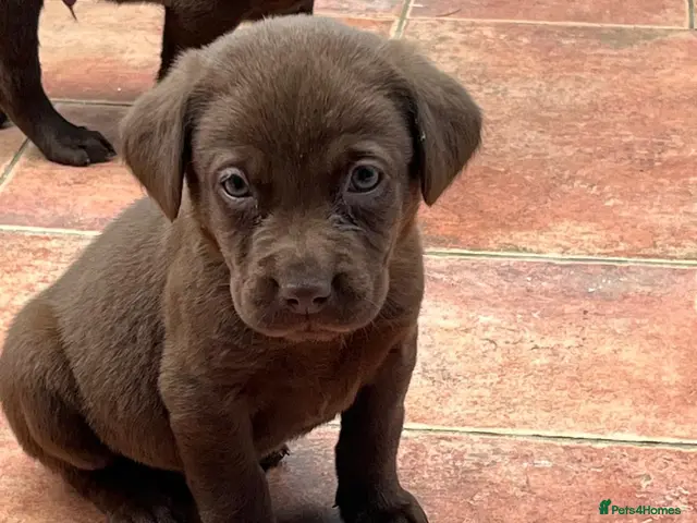 Labrador Retriever dogs for sale: 1 Boy Available Chocolate Labrador Puppy - Advert 17