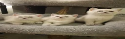British Shorthair cats for sale: Beautiful Colourpointed Kittens - Advert 23
