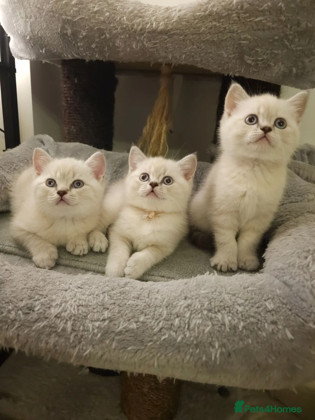 British Shorthair cats for sale: Beautiful Colourpointed Kittens - Advert 23