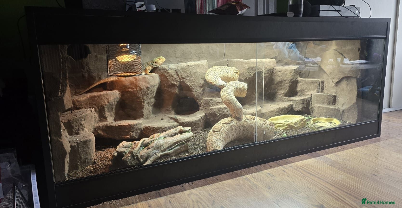Bearded Dragon reptiles Male bearded dragon and full set up  - Advert 1