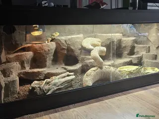 Bearded Dragon reptiles Male bearded dragon and full set up - Advert 1