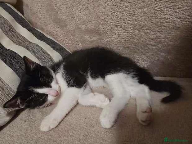 Domestic Shorthair cats - Advert 15