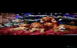 Miniature Poodle dogs for stud: Mini poodle stud. DNA clear - Image 2
