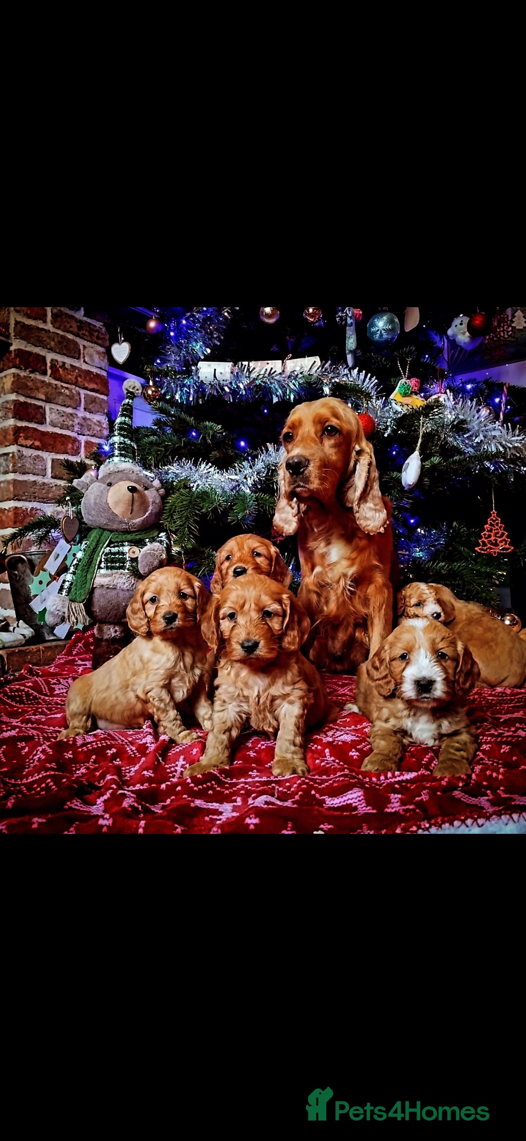 Miniature Poodle dogs for stud: Mini poodle stud. DNA clear - Image 2