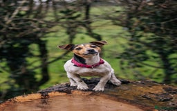 Jack Russell dogs for sale: Smooth haired, Tri-Coloured JRT - Image 4