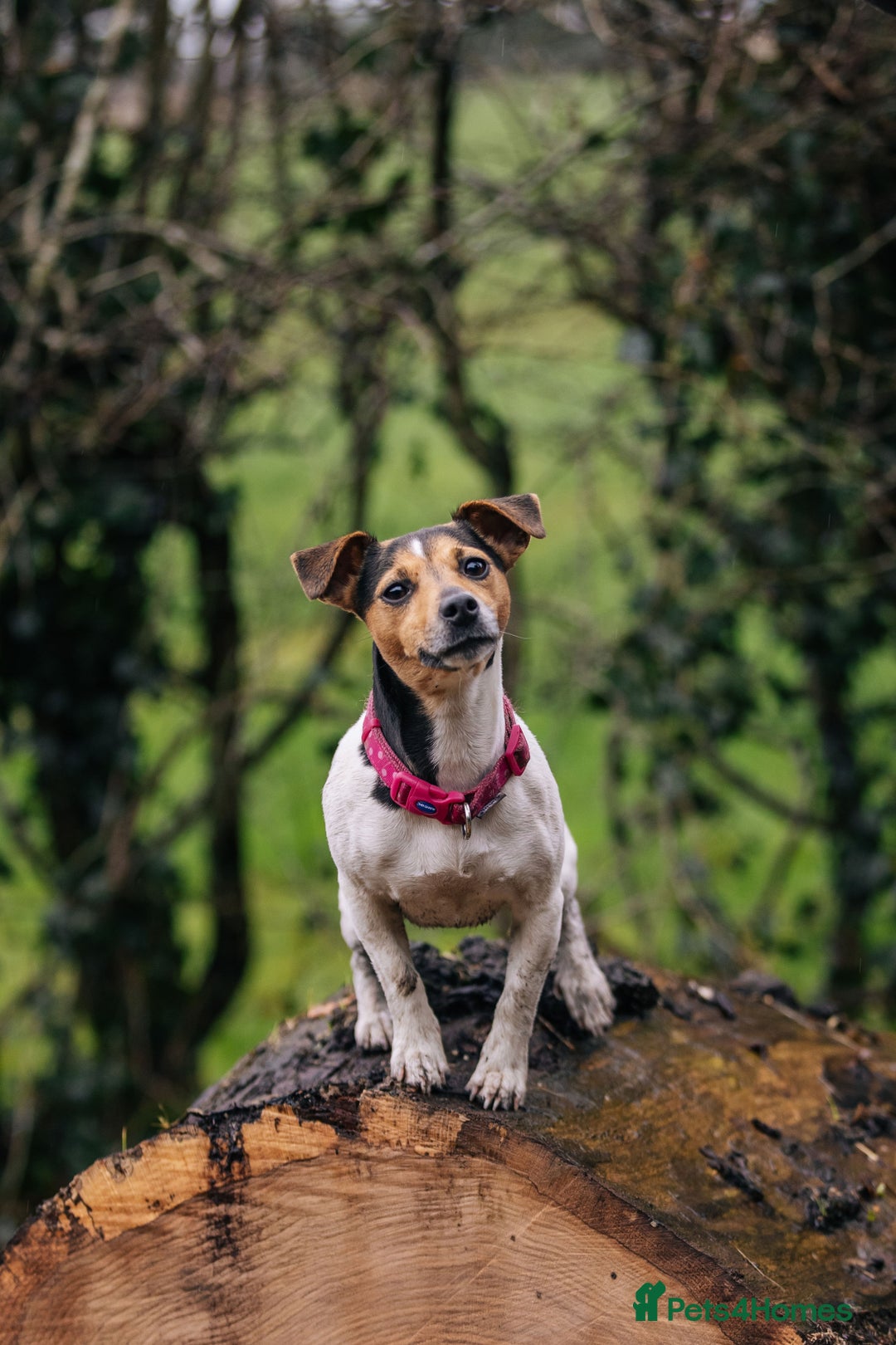 Jack Russell dogs for sale: Smooth haired, Tri-Coloured JRT - Image 4