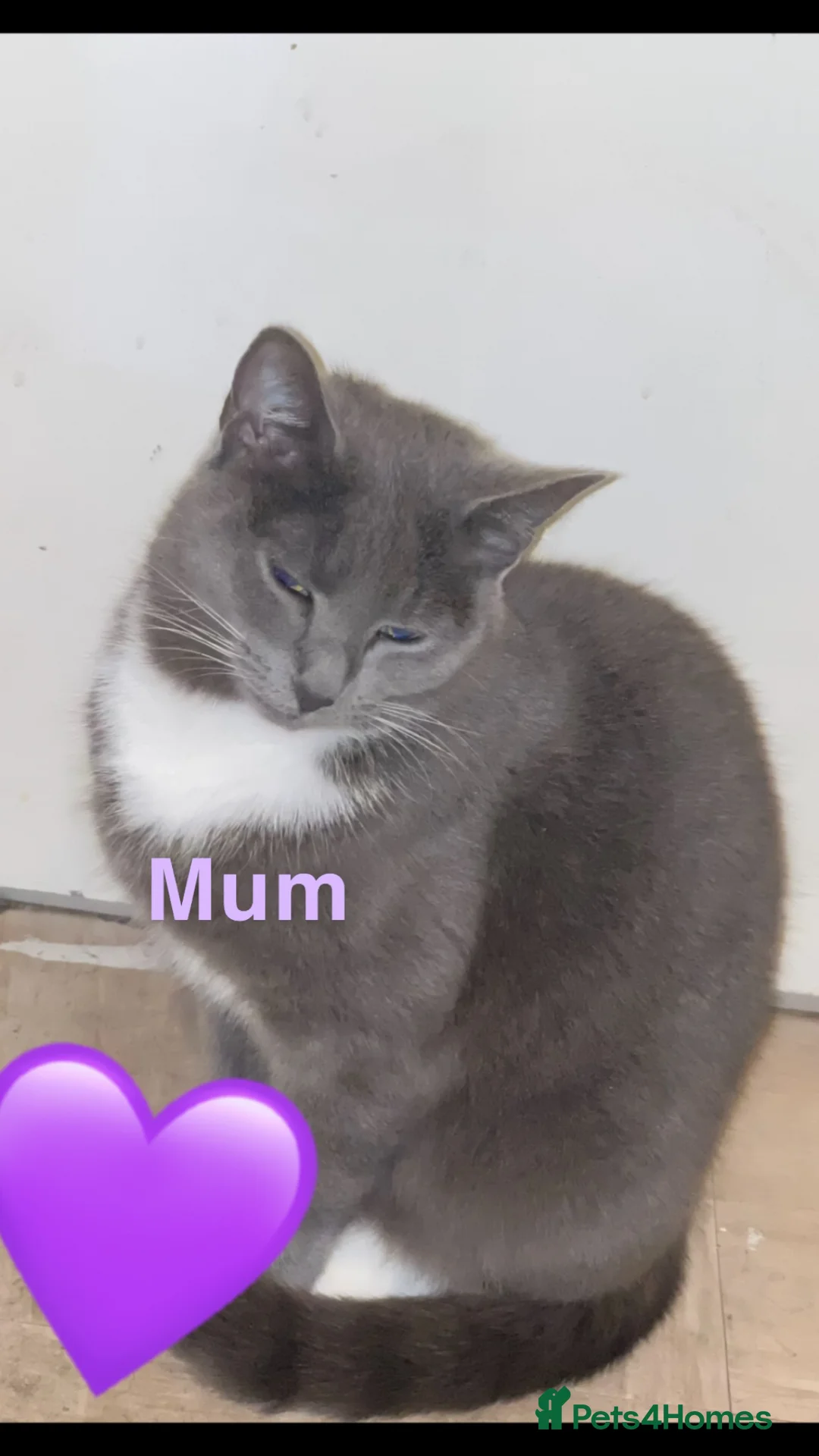 Mixed Breed cats for sale: Beautiful marked kittens 🌸 - Advert 2