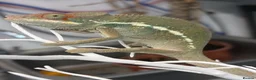 Chameleon reptiles for sale: Ambilobe chameleon - Advert 2