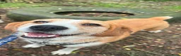 Mixed Breed dogs for adoption: LUCIA - ALL HEART ❤️ CUDDLES & FUN in Derby - Advert 3