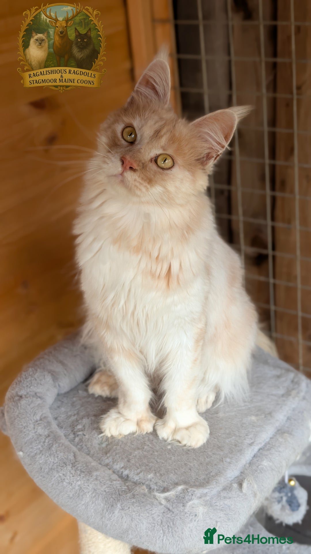 Maine Coon cats for stud: High Red Smoke 66/66 Polydactyl European line - Image 4