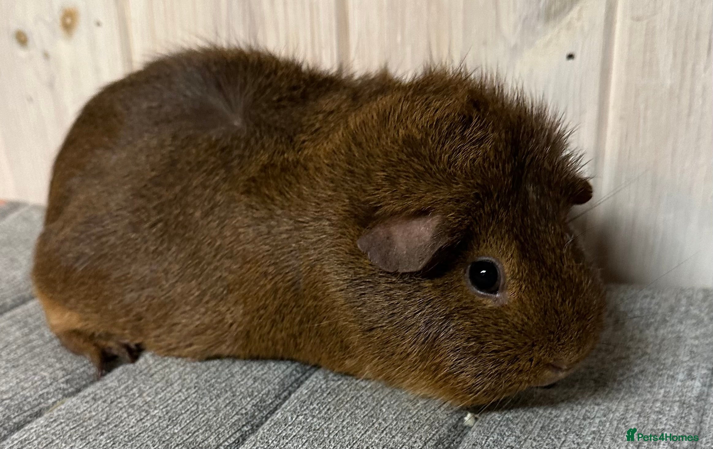 Guinea Pig rodents Baby sows and adult sows  - Advert 1