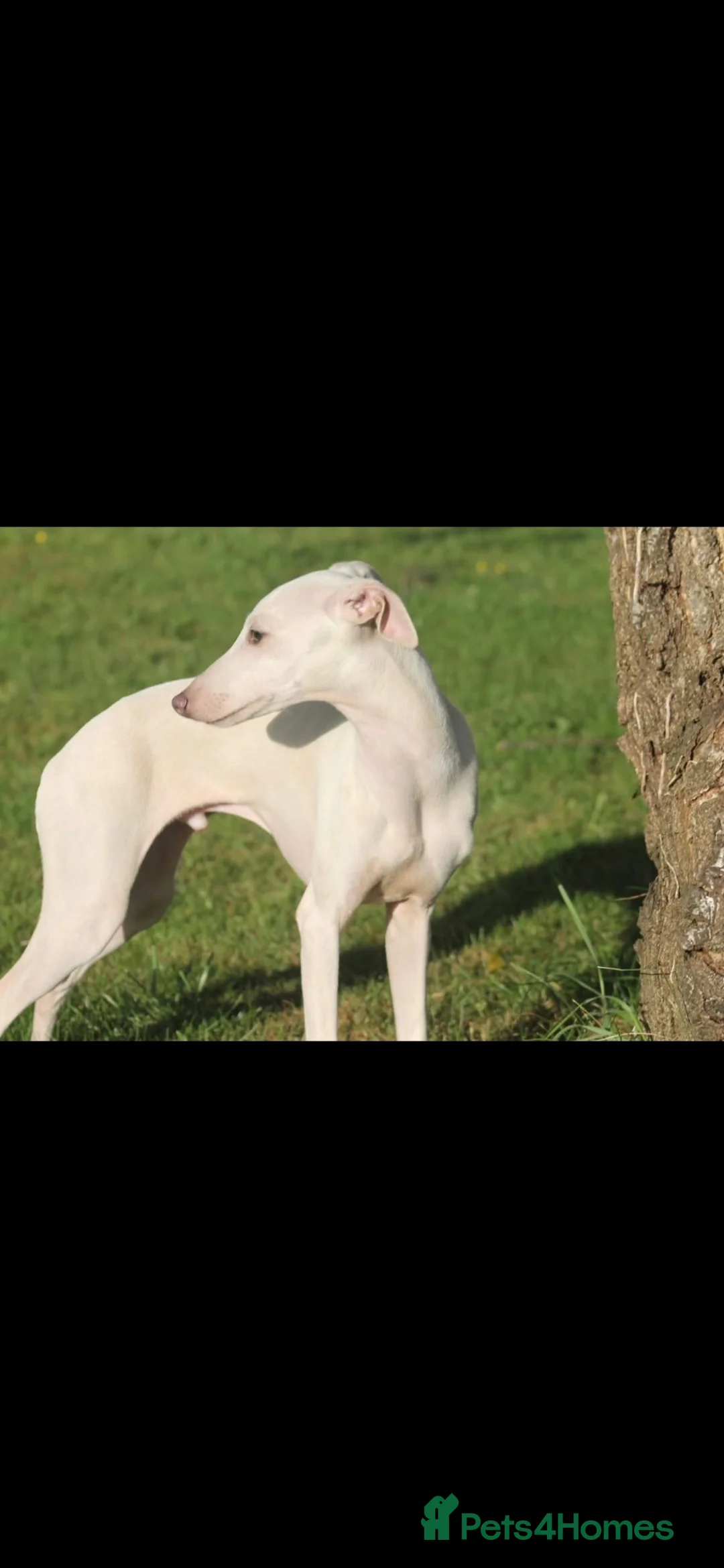 Italian Greyhound dogs for sale: Two male Italian Greyhounds KC Reg - Advert 12