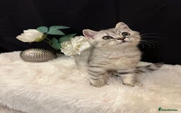 British Shorthair cats for sale: Silver Spotted Full Pedigree Registered BSH - Image 28