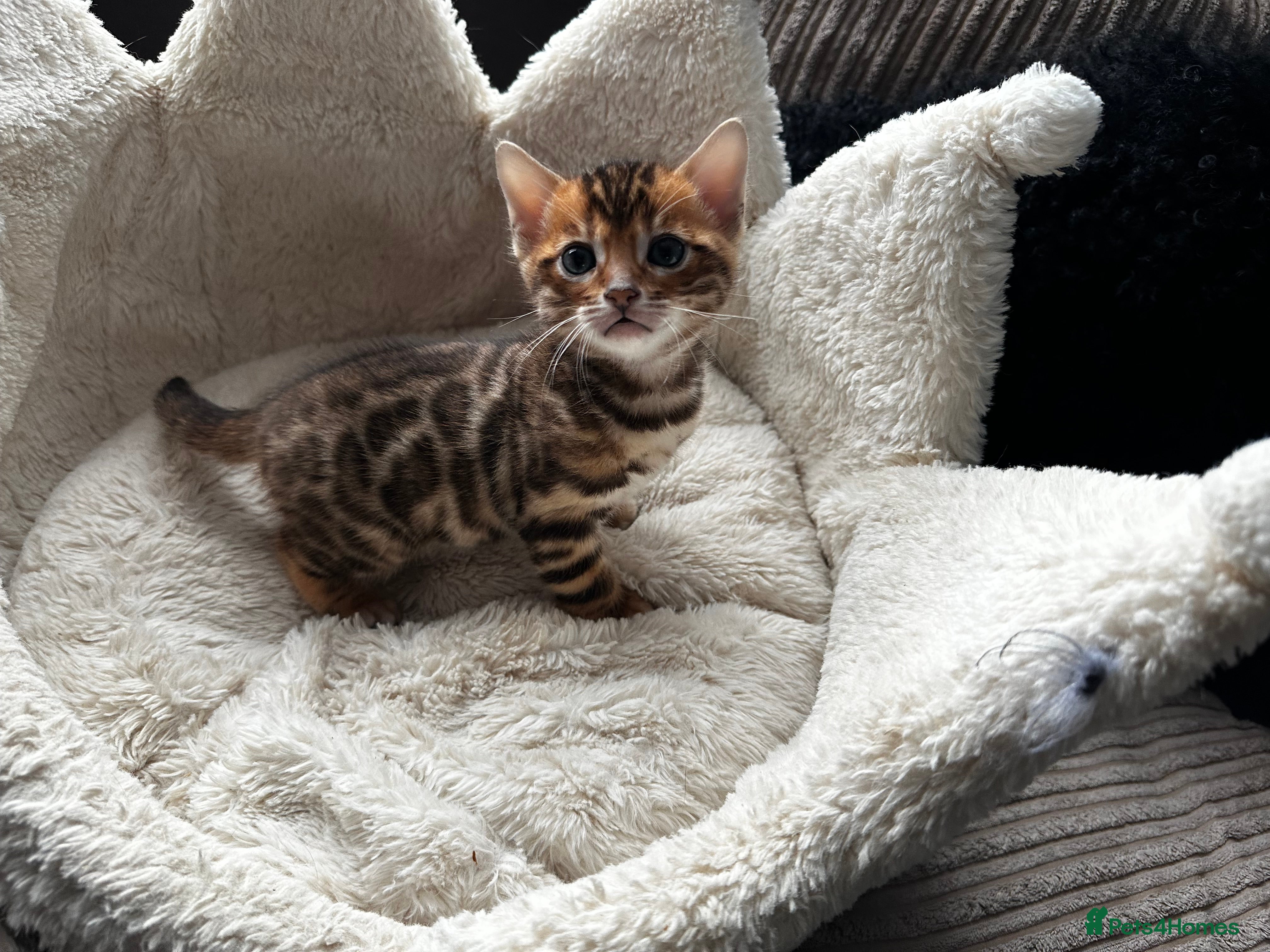 Bengal cats TICA Bengal kittens available!  - Advert 1