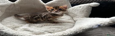 Bengal Kitten 1