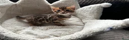 Bengal cats for sale: TICA Bengal kittens available!  - Advert 1