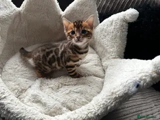 Bengal cats TICA Bengal kittens available! - Advert 5