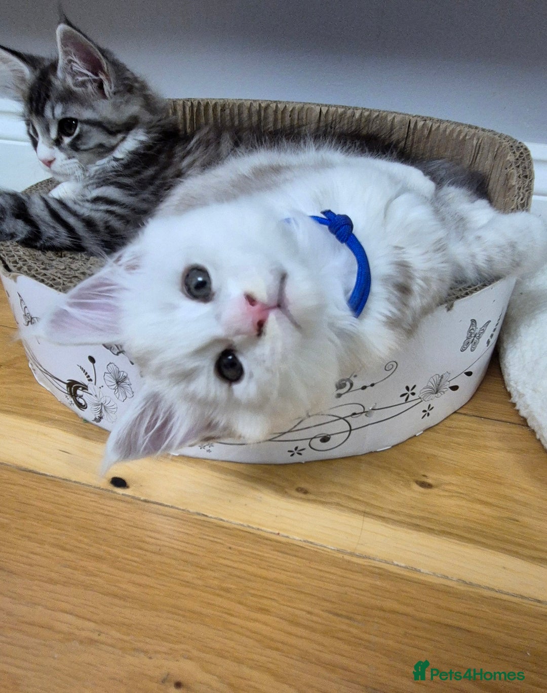 Maine Coon cats for sale: GCCF Pedigree Maine Coon Shaded Kittens - Advert 12