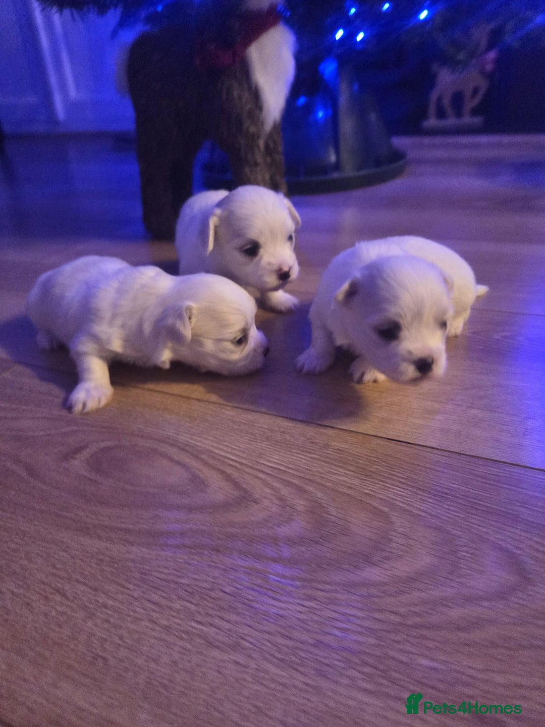 Maltese dogs for sale: Beautiful Toy Size Maltese Puppies - Advert 4