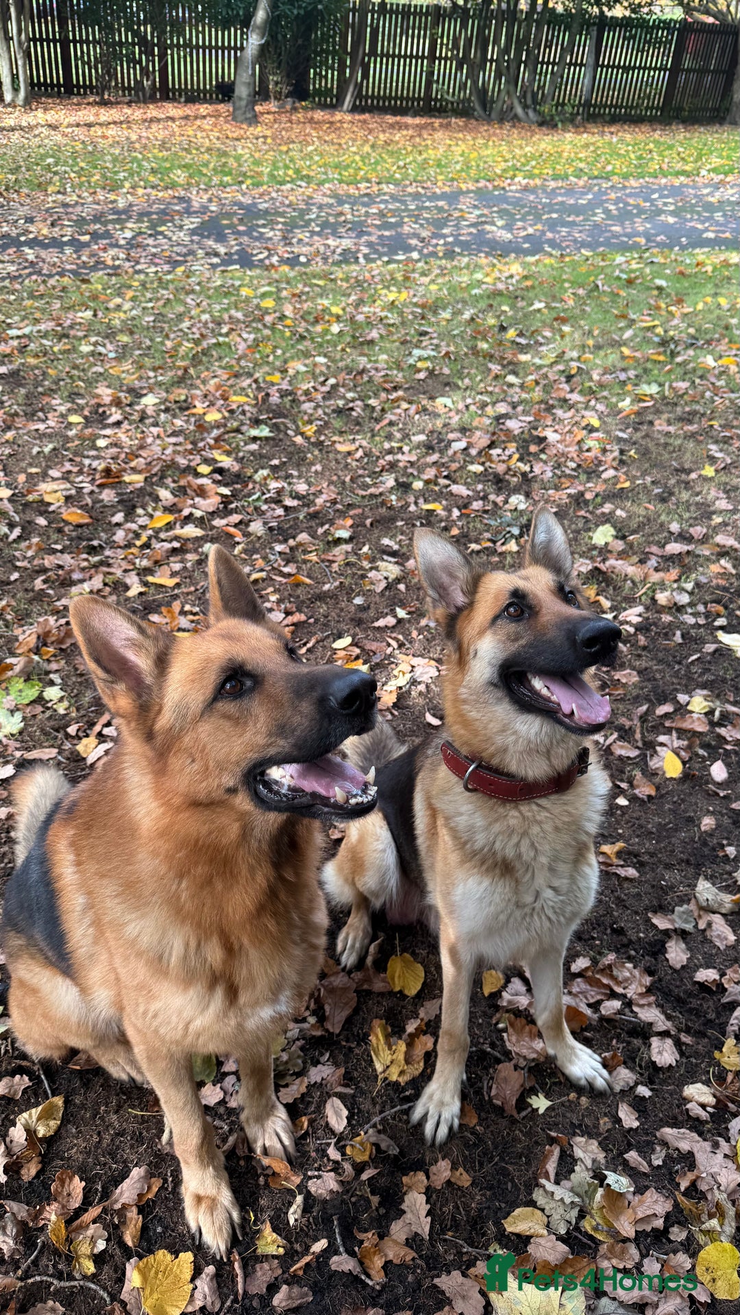 German Shepherd dogs for sale: CUTE golden/black German Shepherd puppies for sale - Advert 2