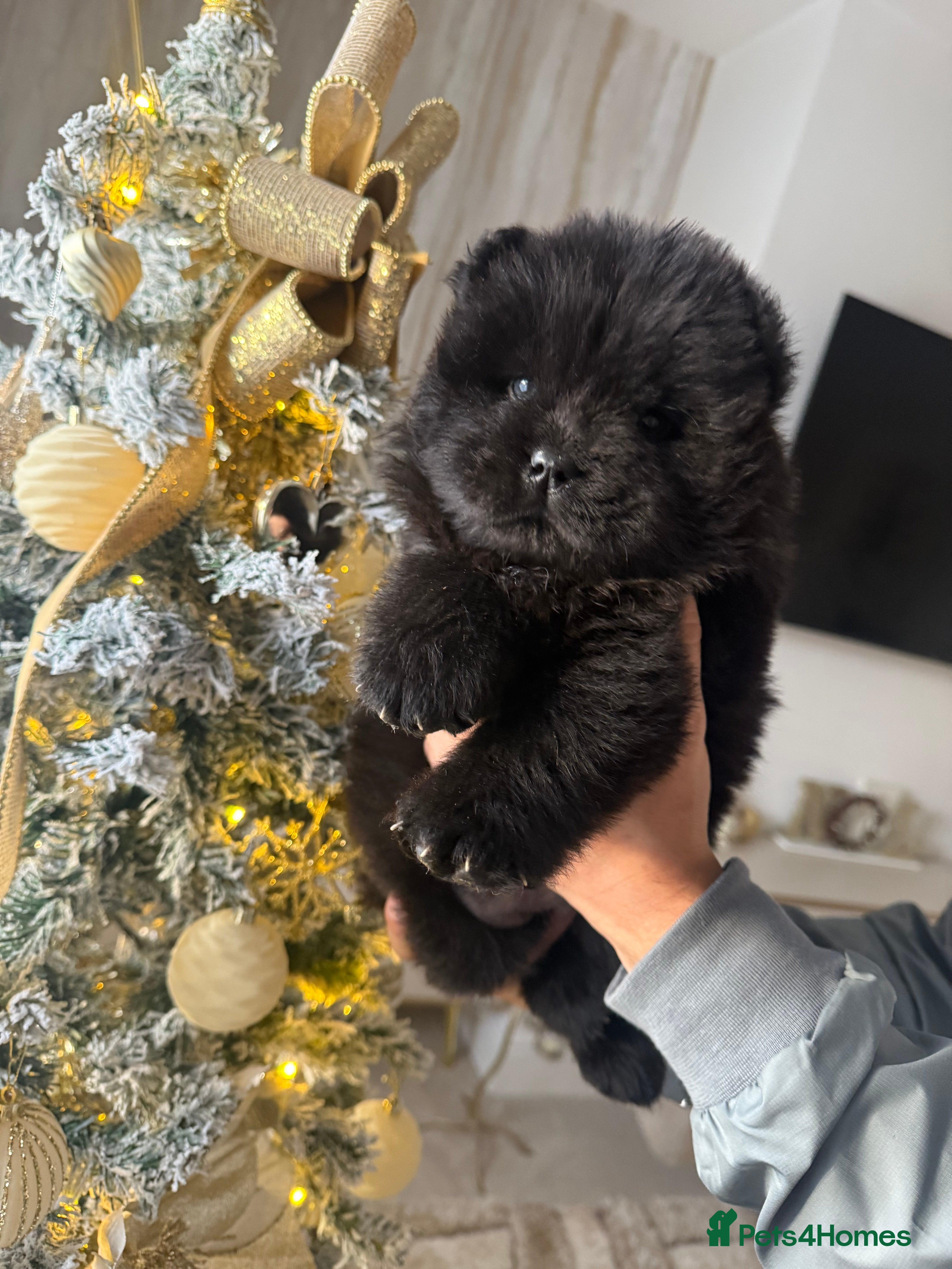 Chow Chow dogs Last black female reduced! ready to leave 24 dec!  - Advert 3