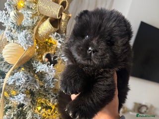 Chow Chow dogs Last black female reduced! ready to leave 24 dec! - Advert 3