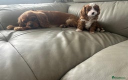 Cavapoo dogs for sale: 🧸F1 Cavapoo, health tested with unique markings.  - Image 4