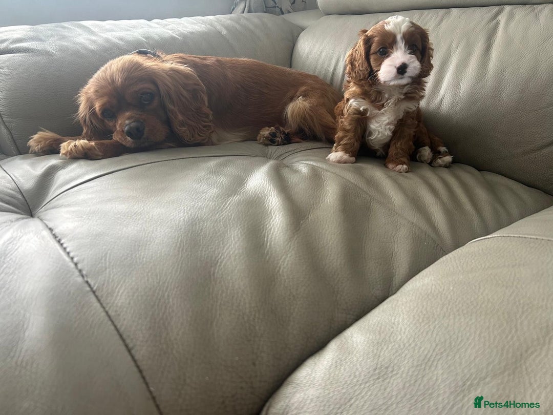 Cavapoo dogs for sale: 🧸F1 Cavapoo, health tested with unique markings.  - Image 4