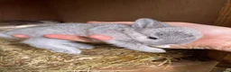 Mixed Breed rabbits for sale: Mum angora, dad lop - Advert 3