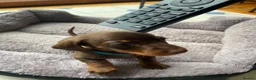 Miniature Dachshund dogs for sale: Miniature dachshund 3 boys 5 girls - Advert 27
