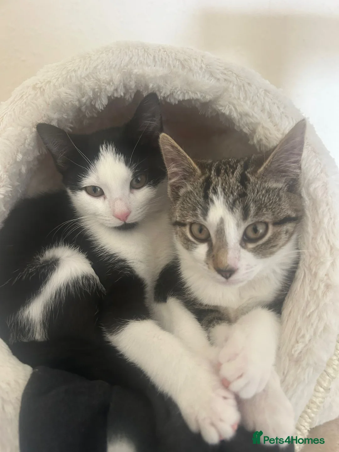 Mixed Breed cats for sale: Brother&sister looking for a new home - Advert 2