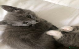 British Shorthair cats for sale: Shorthair x Maincoon kittens for sale - Image 13