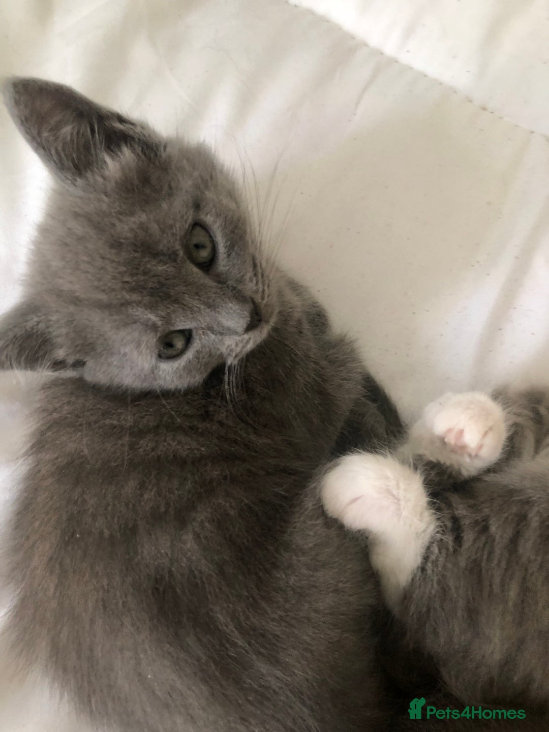 British Shorthair cats for sale: Shorthair x Maincoon kittens for sale - Image 13