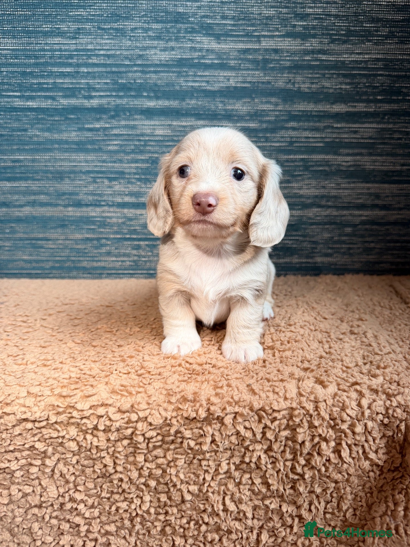Miniature Dachshund dogs KC registered LONGHAIR MINIATURE DACHSHUNDS  - Advert 1
