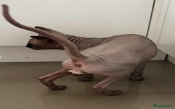 Sphynx cats for stud: TICA Registered Active Canadian Sphynx is for STUD - Image 4