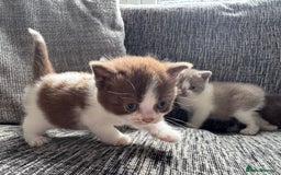 British Shorthair cats for sale: Beautiful British Shorthair Registered Kittens  - Image 12