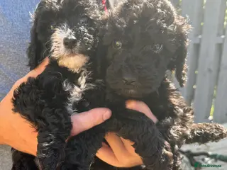 Cockapoo dogs F2 cockapoo - Advert 6