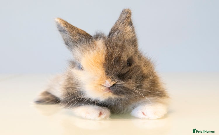 Lionhead rabbits - Advert 3