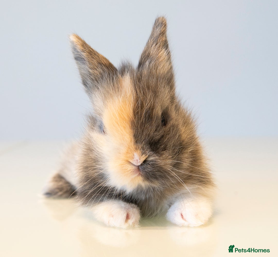 Lionhead rabbits for sale: Quality Double-maned Lionhead Bunnies - Image 1