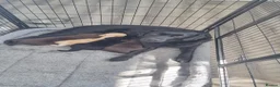 Labrador Retriever dogs for sale: Ruby's litter in Peterlee - Advert 1