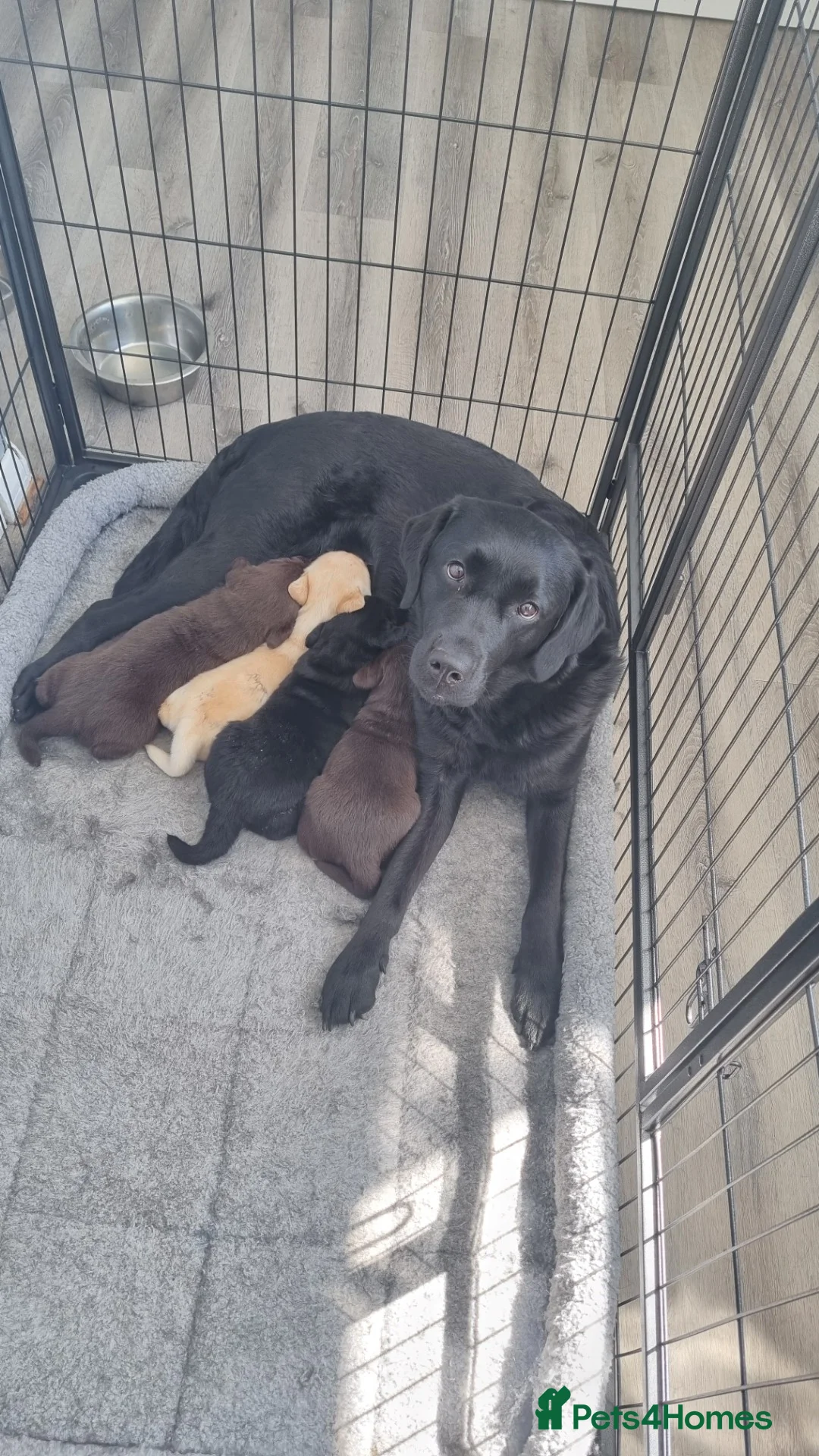 Labrador Retriever dogs for sale: Ruby's litter in Peterlee - Advert 1