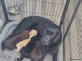 Labrador Retriever dogs Ruby's litter - Advert 3