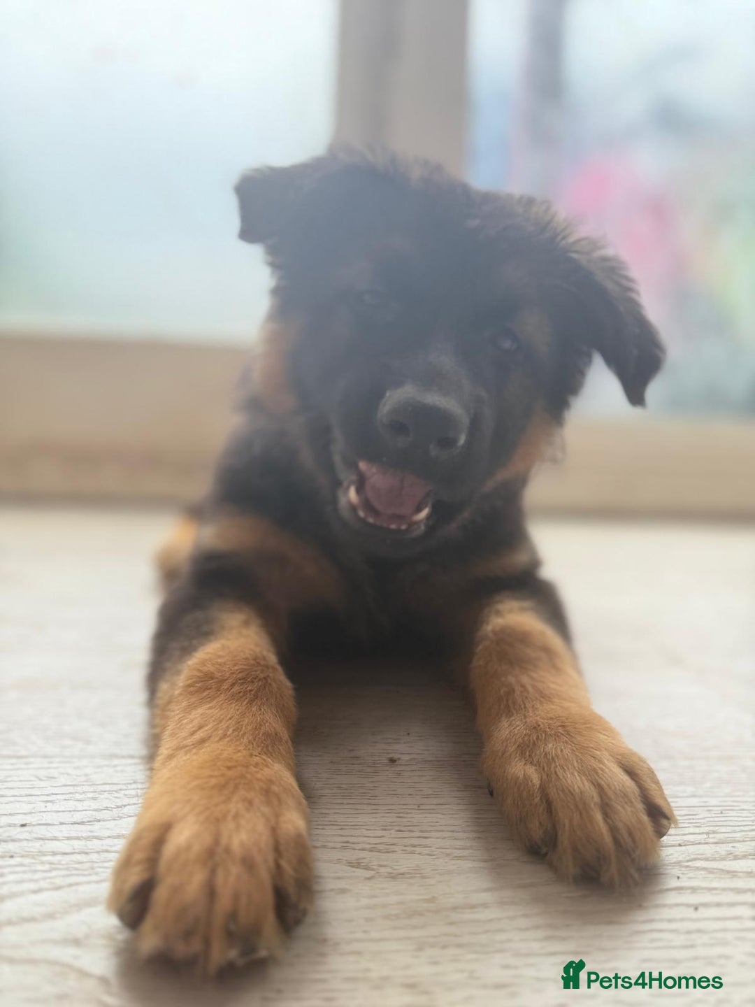 German Shepherd dogs for sale: German Shepherd's gorgeous puppies - Image 11