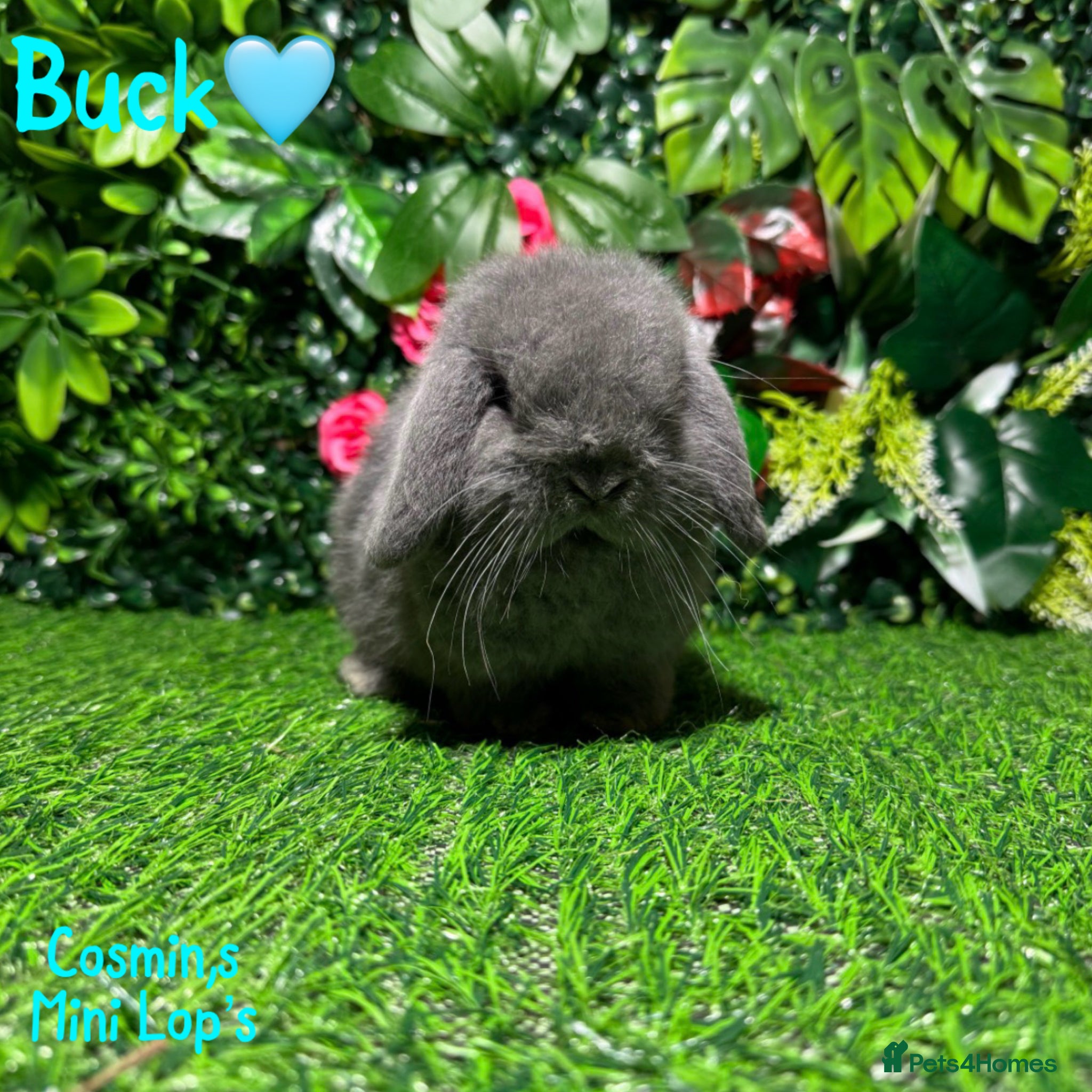Mini Lop rabbits ✨STUNNING MINI LOP,READY TO REZERVE✨ - Advert 4